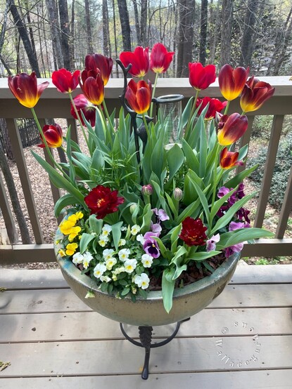 A large planter on a deck filled with red tulips, early in the season. They are just beginning to open in the sunlight. The planter is also filled with yellow, white and rosy-magenta pansies and violas. Leafless trees are in the distance, behind the deck. 