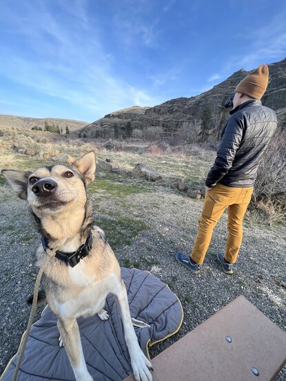 An Alaskan Husky with front legs on a picnic bench looking into the camera with a smile, high desert flora and hills in the background, and a person taking a picture.