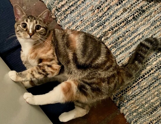 A swirly tortoiseshell tabby with white boots in the back, white mittens in the front, a white chest and a white streak on her nose, in a dynamic position on her side on the floor and looking wise-eyed at the camera. Too cute
