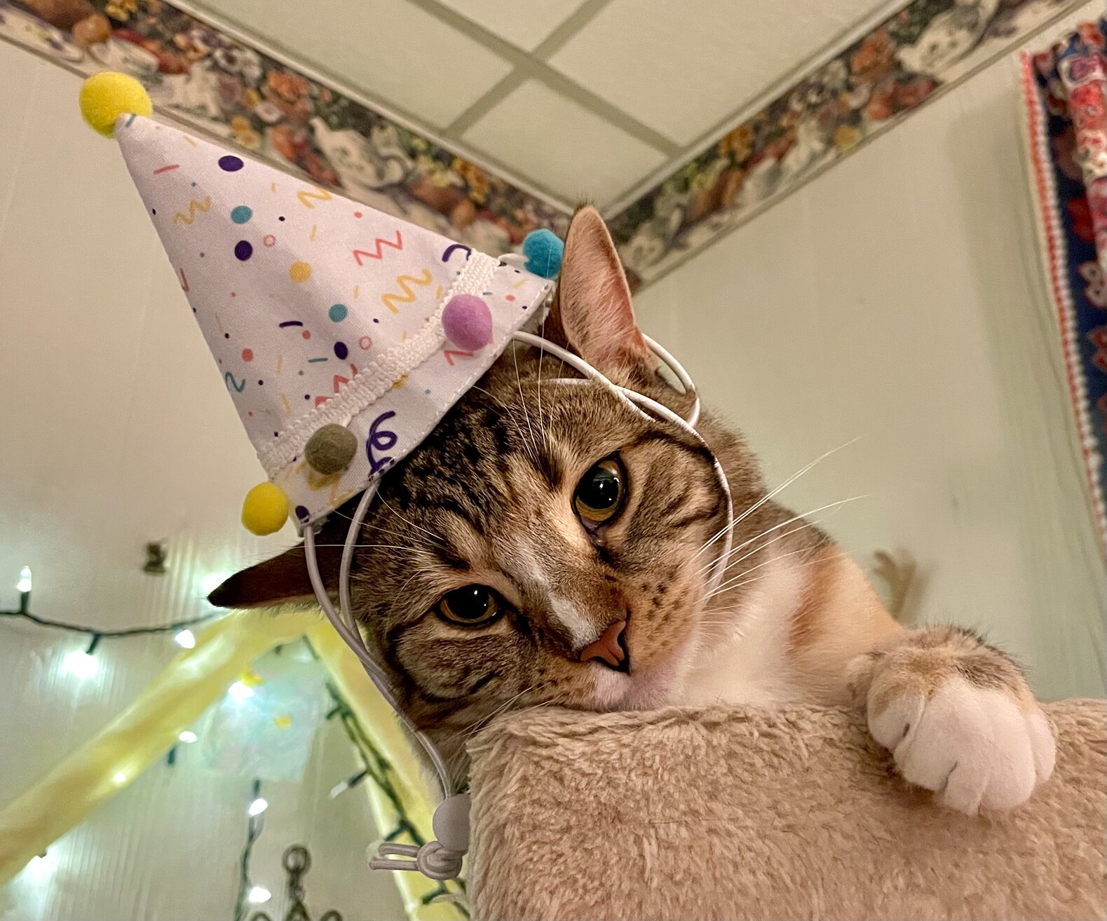 A cute tabby cat, just her head and a little white paw. Honestly she looks even cuter than usual and she’s wearing a white party hat with little pompoms around the base and little dots and squiggles on it in pastel colors, with a yellow pompom on top. She may not be enjoying it
