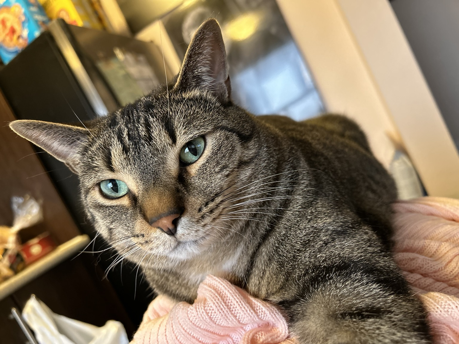 A grey tabby cat with beautiful blue eyes sitting on the couch 