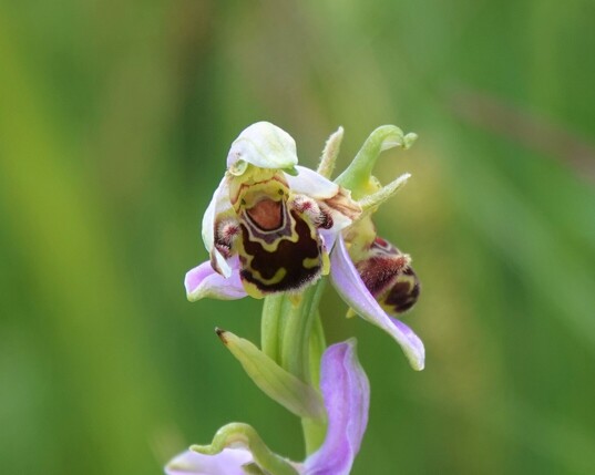 #BijenOrchis #OphrysApifera #BeeOrchid #BienenRagwurz
