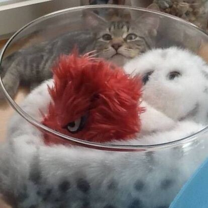 Cat hiding behind a glass bowl
