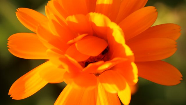 A pair of tiny bees (lasioglossum cognatum?) sleep within a small orange flower. Light from the setting sun lights casts yellow light on some of the petals