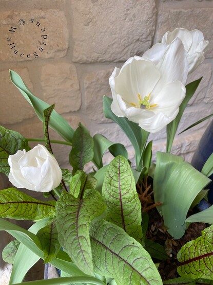 A closeup view of white tulips against a white stone wall. There is also a red-veined sorrel in the planter called 'Raspberry Dressing'. 