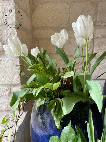 A dark blue ceramic pot against a white stone wall. The pot is filled with blooming white tulips and Sorrel 'Raspberry Dressing' which has red veins in the green leaves.
