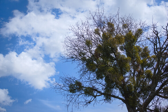 Mistel on a tree and blue sky with clouds on the background