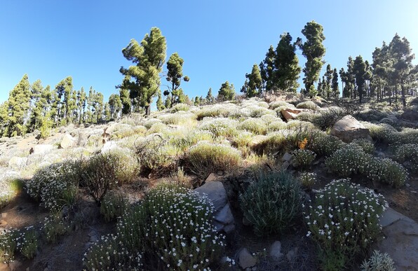 Trail to Pico De Las Nieves, in full bloom and recovered pine trees after the fire several years ago.