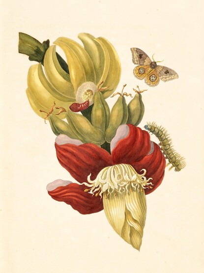 Painting of bananna tree plant with moth and caterpillar