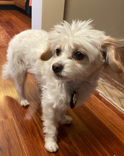 A fluffy-looking Max gazing to the left.  We think he's a Maltese-Chihuahua mix.  
