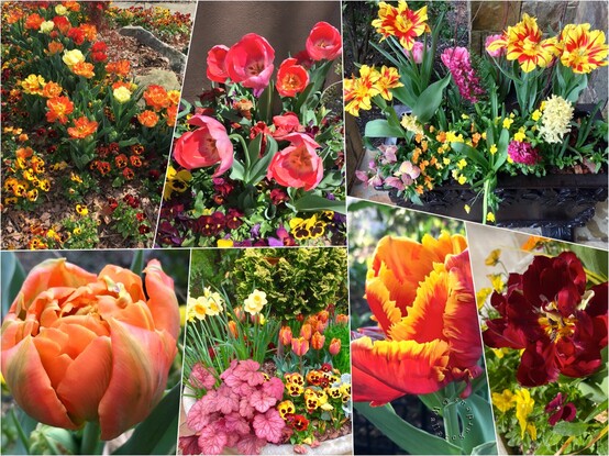 A collage of seven photos featuring tulips in shades of orange, yellow, red, and coral. Top left, then clockwise: a flowerbed with orange tulips and copper-tone pansies; deep rose tulips in a pot against a brown wall; a planter full of yellow and red striped tulips with violas and hyacinths; a dark red peony tulip; a red and orange parrot tulip; a bowl of red-orange tulips with yellow daffodils, copper-tone pansies, rose heuchera, and lastly a double-peony tulip in shades of coral and orange.