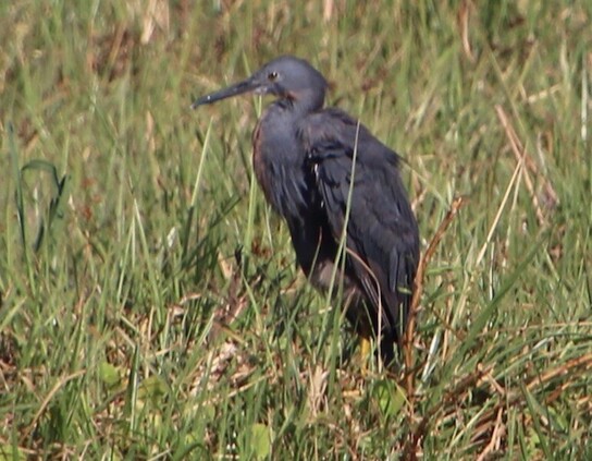 Black Heron, Okavango Delta, 2019