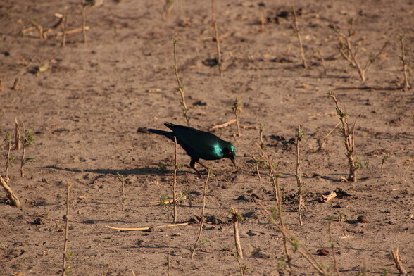 Cape Glossy Starling