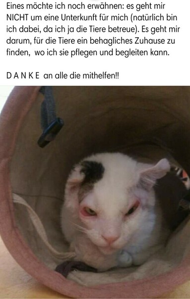 Bild einer alten Hospiz Katze