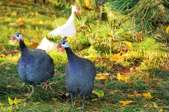 Die Perlhühner Melone, Calimero und Hütchen im Land der Tiere