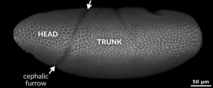 Lateral view of a Drosophila embryo (fruit fly) rendered in 3D showing the cell membranes. The head (to the left) and the trunk (to the right) are annotated. In between there is a large invagination known as the cephalic furrow. Arrows delimit the ventral and dorsal limits of the cephalic furrow. A scale bar on the right corner reads 50µm. The embryo has about 500µm in length.