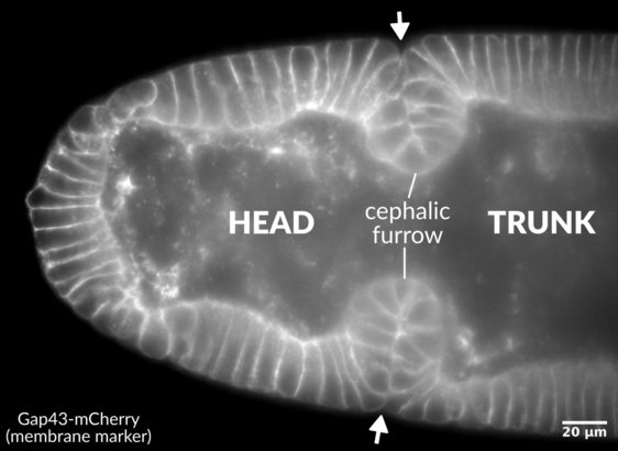 An optical slice from a Drosophila embryo (fruit fly) showing the invaginations of the cephalic furrow on the left and right sides.