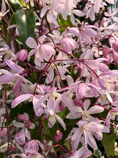 The pale pink blooms on an Apple Blossom clematis vine, showing the dark red stems from which the flowers dangle. 
