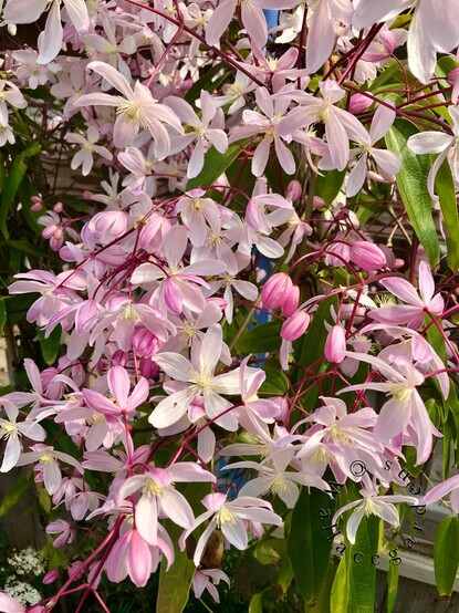 An abundance of pink blooms on an Apple Blossom clematis vine. The leaves are elongated and evergreen.
