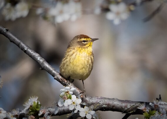 A yellowish bird perched on an apple tree branch, surrounded by apple blossoms.