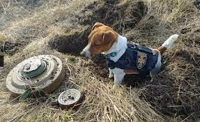 Small, cute dog locating a mine.