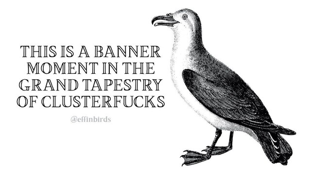 A woodcut of a gull beside the text THIS IS A BANNER MOMENT IN THE GRAND TAPESTRY OF CLUSTERFUCKS