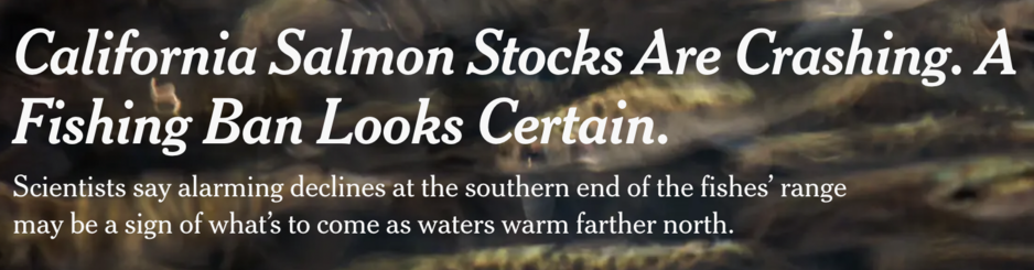 California Salmon Stocks Are Crashing. A Fishing Ban Looks Certain.