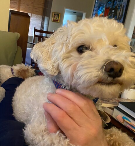 Max sleeps in the background as Marty, with a look of satisfaction, gets attention.  