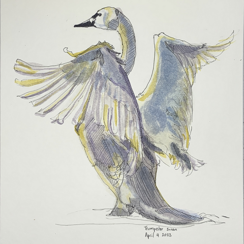 Watercolour and ink sketch of trumpeter swan 