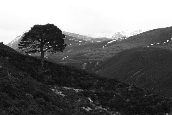 Black and white, a lone mature Scots Pine silhouetted against a mountain with some snow patches.