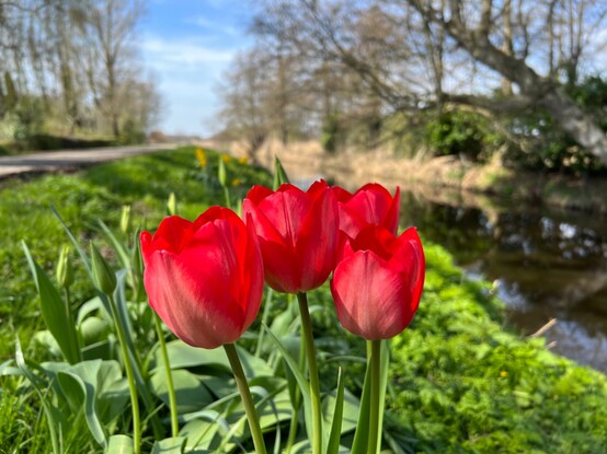Tulips / tulpen