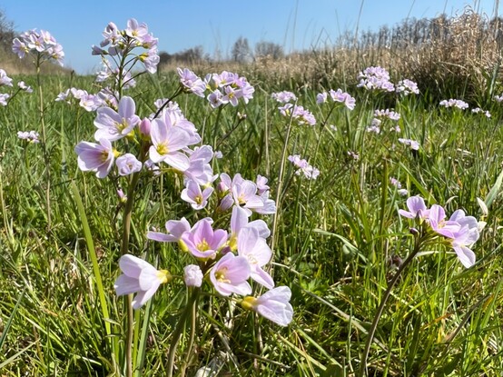 Pinksterbloem/ cuckoo flower