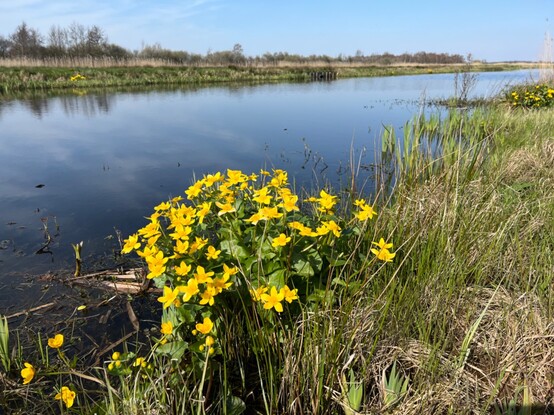 Boterbloemen/buttercups
