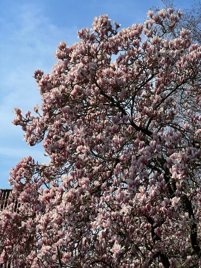 Magnolia