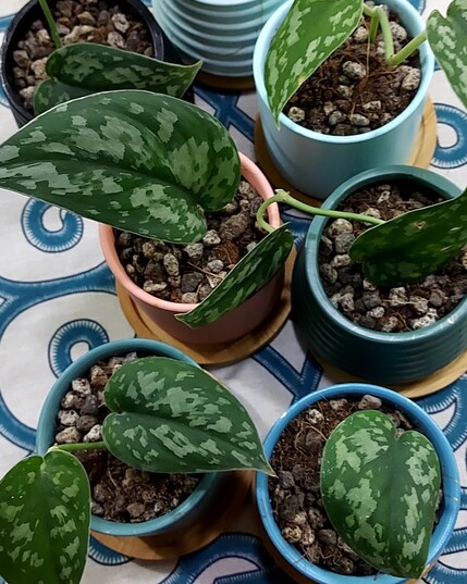 Overhead view of six colorful little  succulent pots in shades of blue, pink, and green, containing little cuttings on scindapsus leaves. I'm not really sure what specific scindapsus they are, but they've got blotches of pale green all over their dark leaves. Pretty.