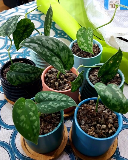 The same pots but from a lower sideways anglr, this time showing the lime-green waterproof tarp I spread on the dining table protecting it from the sack of potting soil and aroid mix I used for potting the plants.