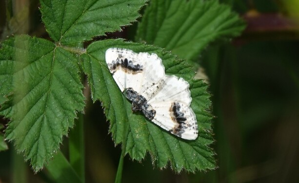 #AangebrandeSpanner #LigdiaAdustata #ScorchedCarpet PfaffenHütchenHarlekin