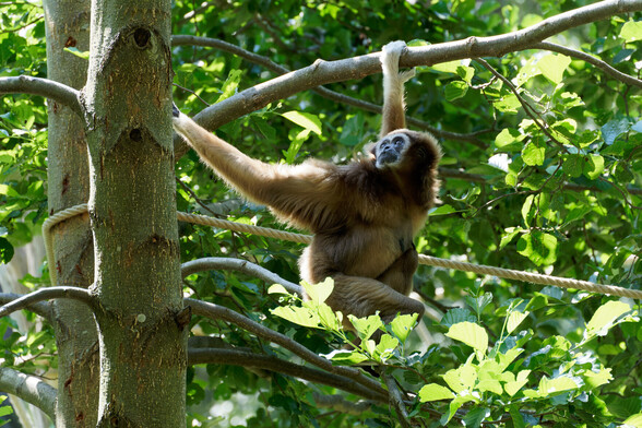 A white-handed gibbon, perched on a tree branch, and holding on to the branch above, whilst looking up at the tree above it.