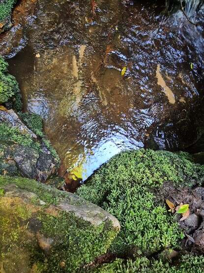 A mountain stream flows past a mossy, rocky bank. Dharug and Gundangurra country.