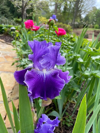 Close up of a dark purple iris blooming on a front walk. There are pink peonies in the background, and straps of iris foliage. 