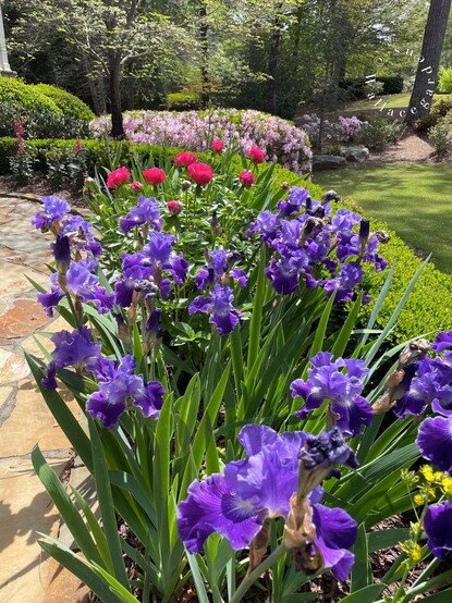 The front walkway is in full bloom with dark purple irises. Behind them are pink peonies, and further back are George Taber azaleas. A green boxwood hedge frames the walkway garden. 