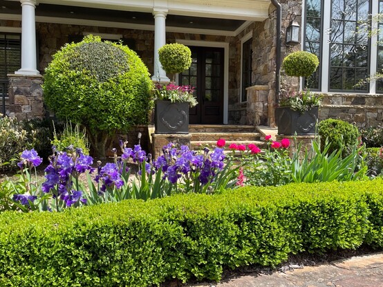 View of the boxwood hedge and the purple irises and pink peonies blooming behind the hedge. A house sits in the background and there are two large planters with lollipop boxwoods and other spring flowers blooming in them. 