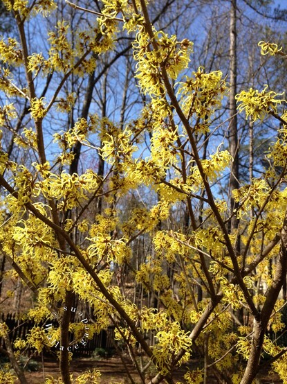 Yellow flower clusters along the branches of a small tree before the leaves emerge. The blue sky is in the background.