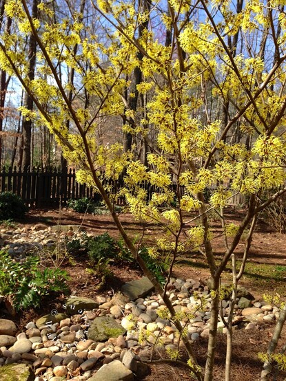 The witchhazel in full bloom, with yellow flowers up and down every branch. The tree is growing adjacent to a dry creek bed. There are ferns growing nearby and a picket fence in the background with blue skies. 