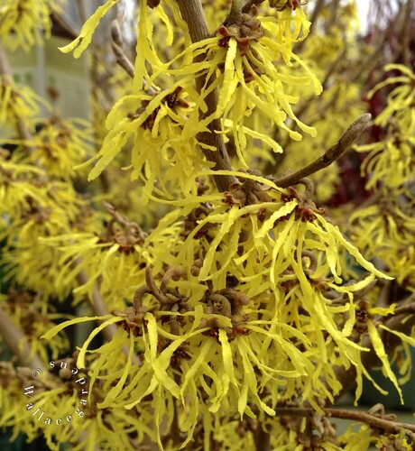 Closeup of the yellow flower clusters on the described tree. the flowers are fragrant. 