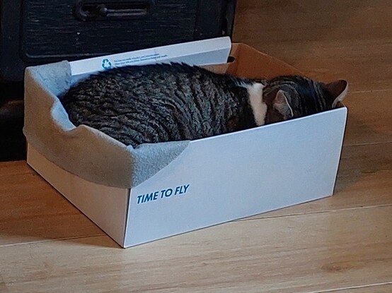 Cat napping in box with 'time to fly' written on the side