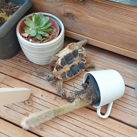 Tortoise upside down