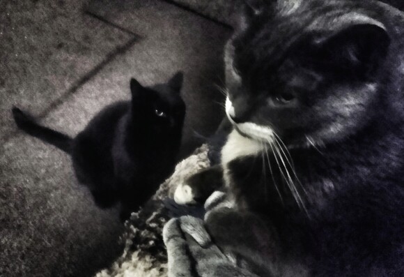 Black cat on floor.Grey and white cat on sofa. 