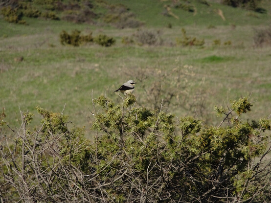 A wheatear on the bushes. 