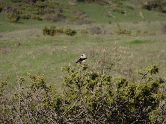 A wheatear on the bushes. 